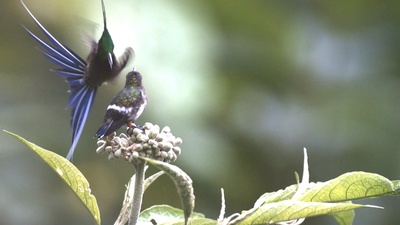 蜂鸟：宝石般的信使剧照的剧照