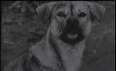 鲜花盛开的村庄剧照的剧照