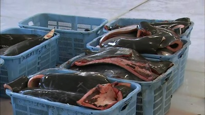 与鲸共生：海豚湾太地町的六个月剧照的剧照