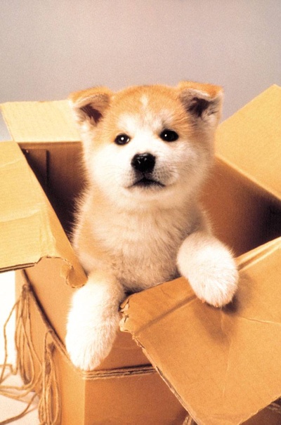 忠犬八公物语剧照的剧照