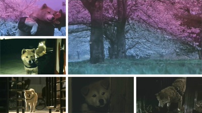 忠犬八公物语剧照的剧照