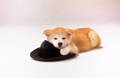 忠犬八公物语剧照的剧照