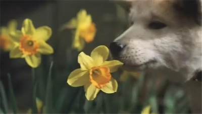 忠犬八公物语剧照的剧照