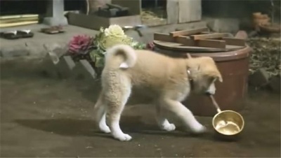 忠犬八公物语剧照的剧照