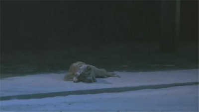 忠犬八公物语剧照的剧照