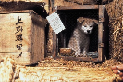 忠犬八公物语剧照的剧照