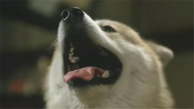 忠犬八公物语剧照的剧照