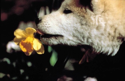 忠犬八公物语剧照的剧照