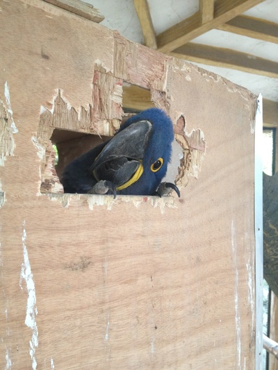 里约大冒险剧照的剧照