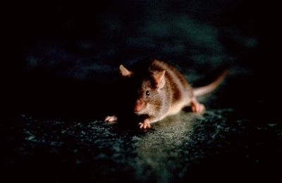 绿里奇迹剧照的剧照