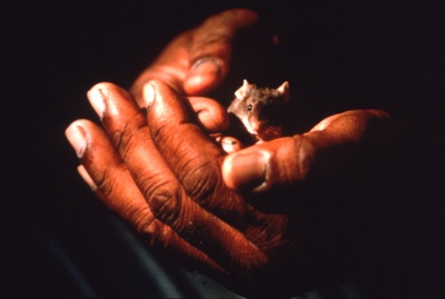 绿里奇迹剧照的剧照