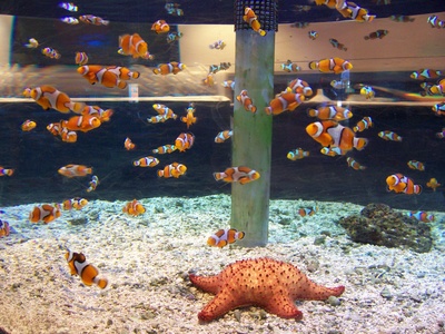 海底总动员剧照的剧照