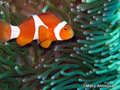 海底总动员剧照的剧照