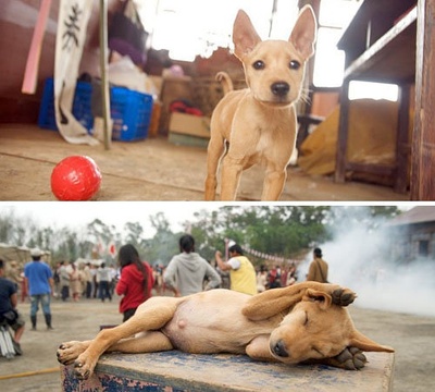 赛德克·巴莱(上)：太阳旗剧照的剧照