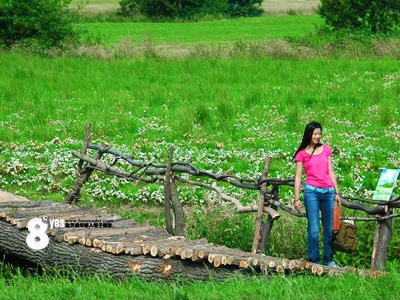 雏菊剧照的剧照