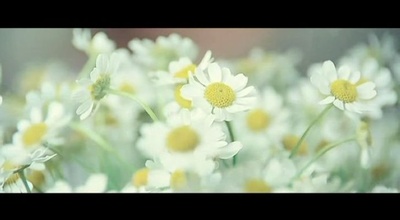 雏菊剧照的剧照