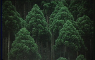 古都剧照的剧照