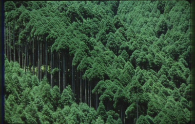 古都剧照的剧照