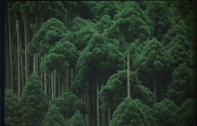 古都剧照的剧照