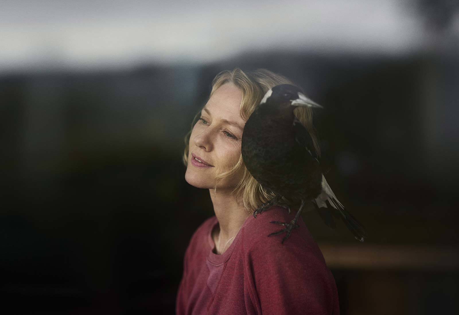 企鹅布鲁姆剧照的剧照