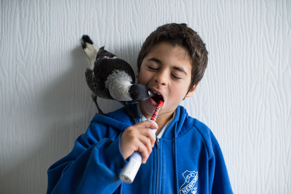 企鹅布鲁姆剧照的剧照