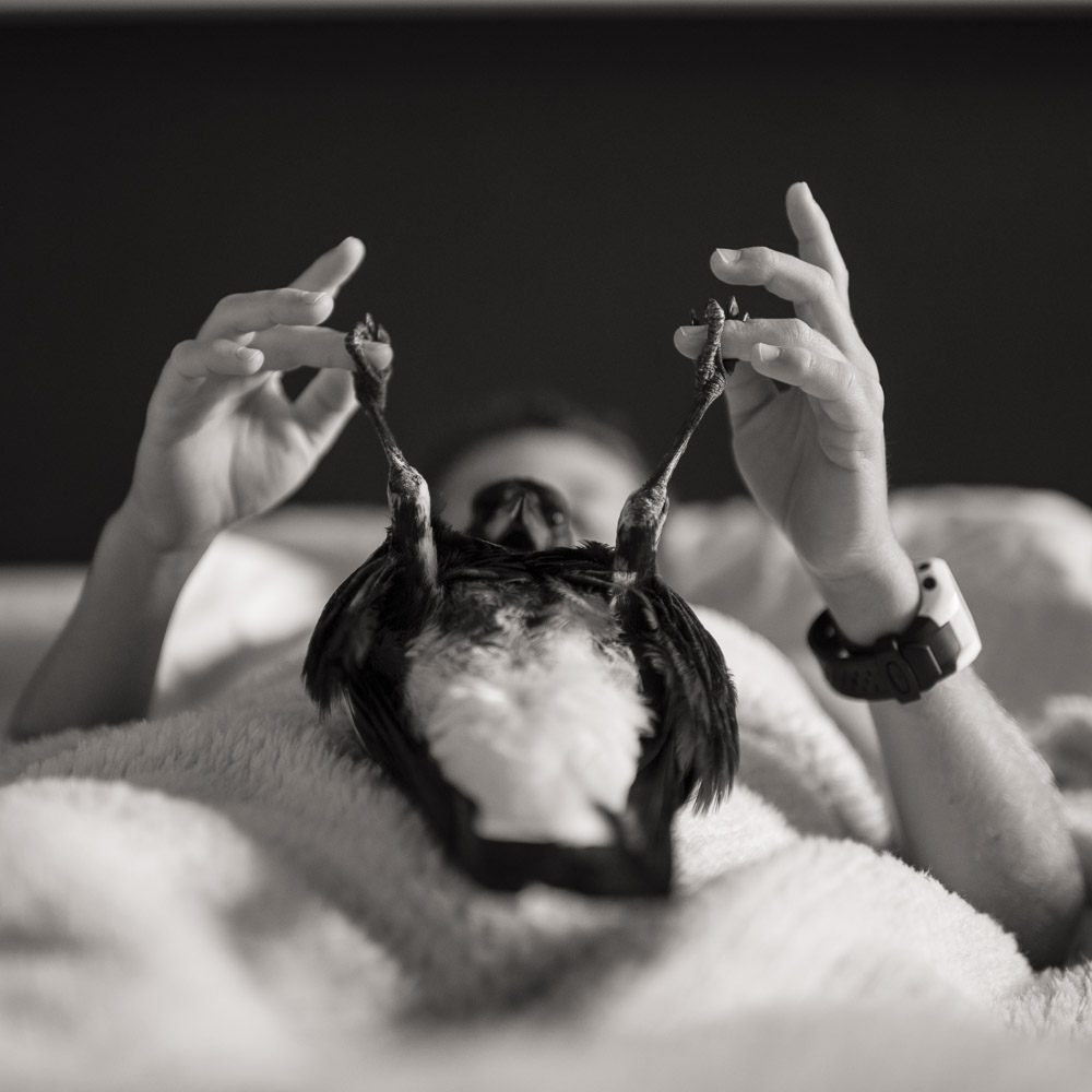 企鹅布鲁姆剧照的剧照