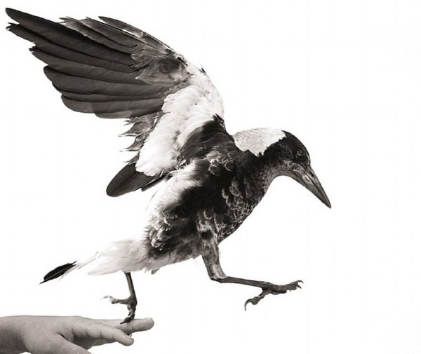 企鹅布鲁姆剧照的剧照