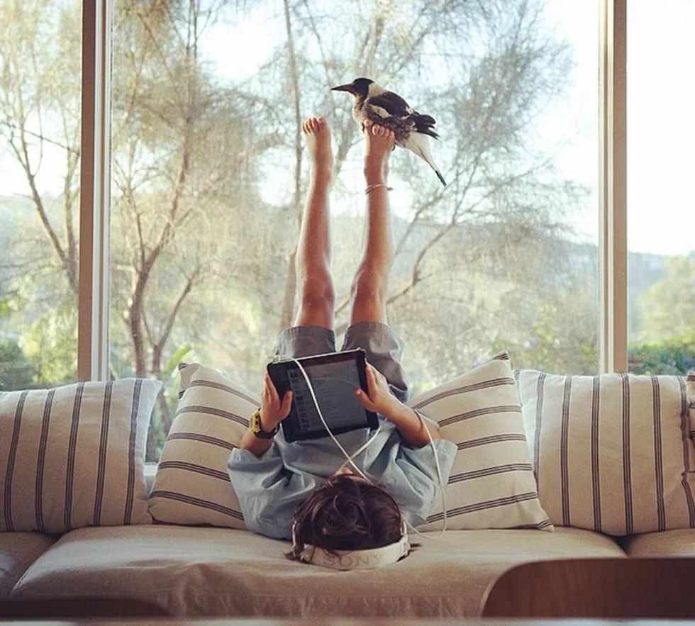 企鹅布鲁姆剧照的剧照