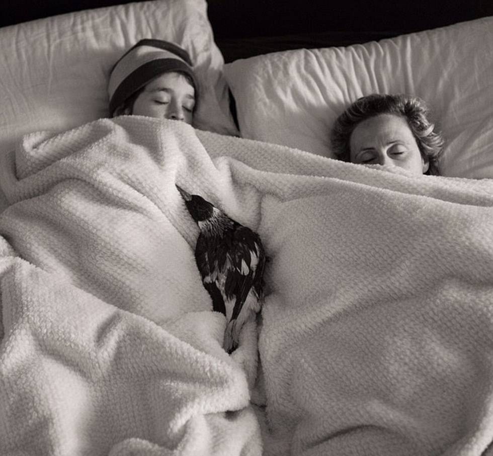 企鹅布鲁姆剧照的剧照