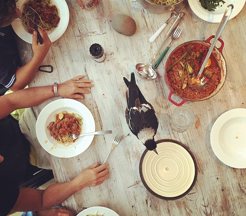 企鹅布鲁姆剧照的剧照