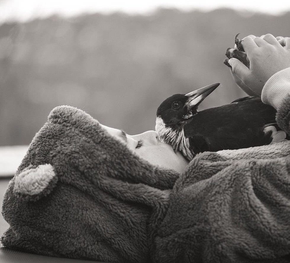 企鹅布鲁姆剧照的剧照