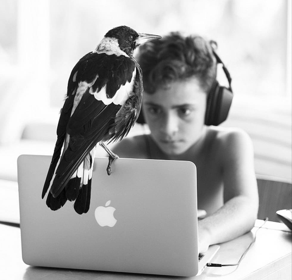 企鹅布鲁姆剧照的剧照