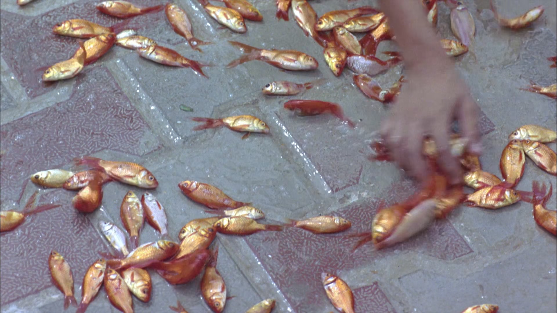 麻雀之歌剧照的剧照