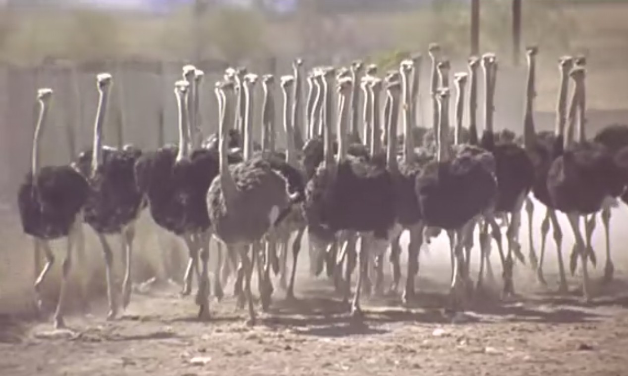 麻雀之歌剧照的剧照