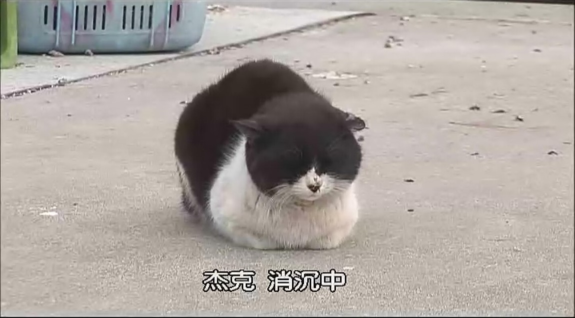 猫咪物语剧照的剧照