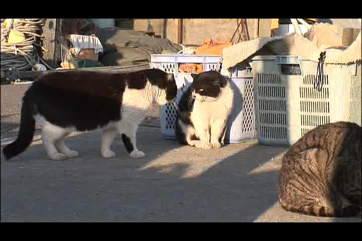 猫咪物语剧照的剧照