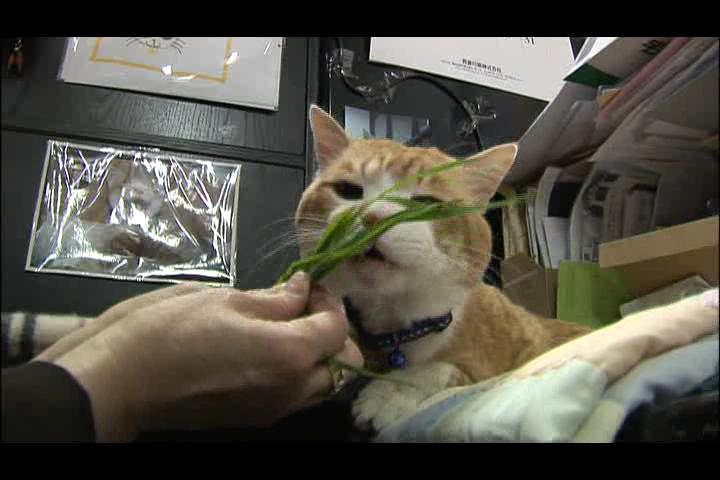 猫咪物语剧照的剧照