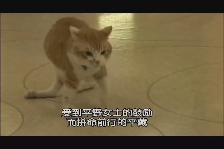 猫咪物语剧照的剧照