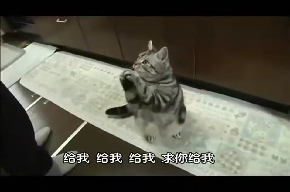 猫咪物语剧照的剧照