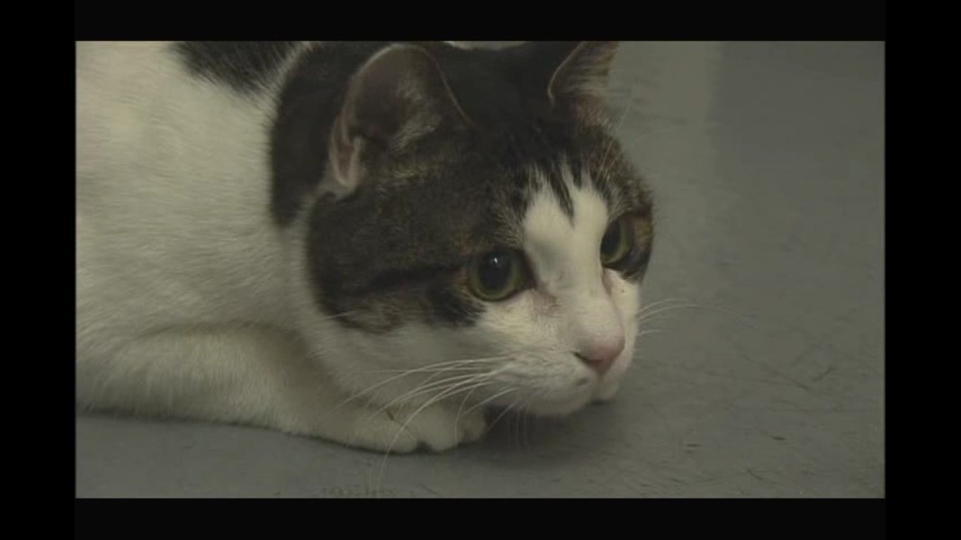 猫咪物语剧照的剧照