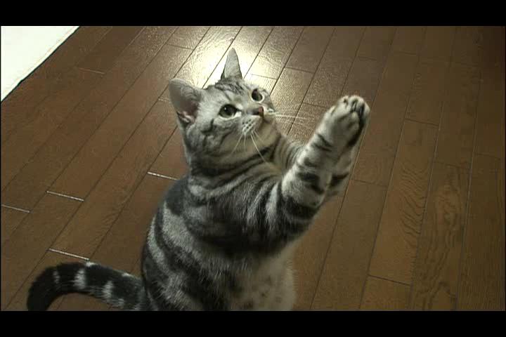 猫咪物语剧照的剧照