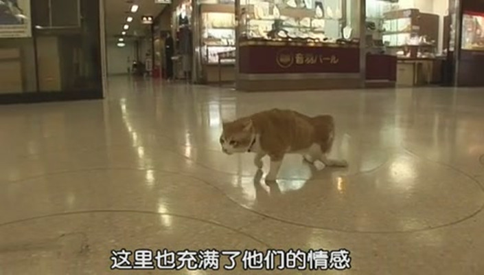 猫咪物语剧照的剧照