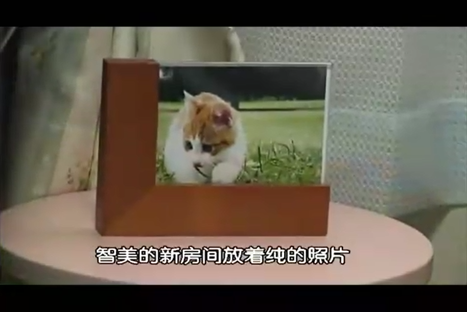 猫咪物语剧照的剧照