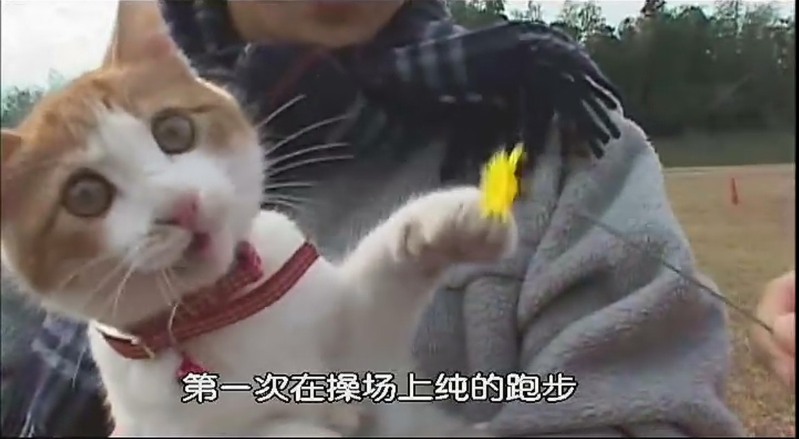 猫咪物语剧照的剧照
