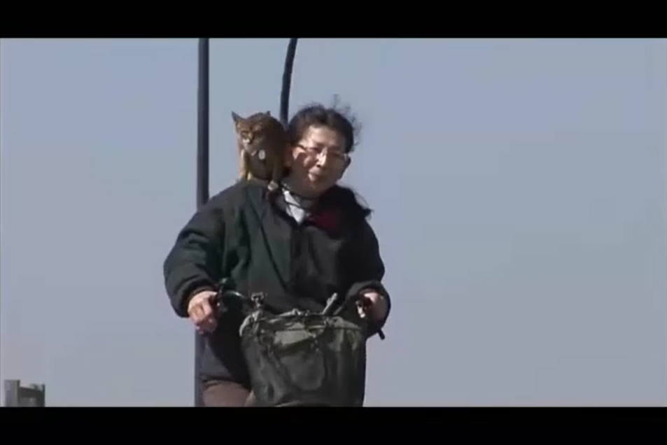 猫咪物语剧照的剧照