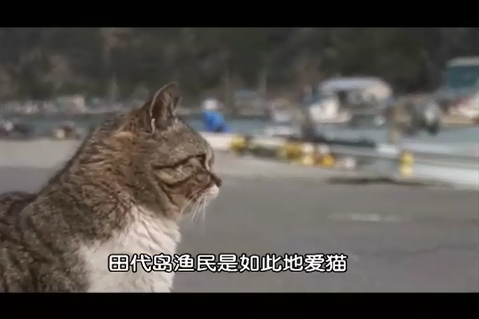 猫咪物语剧照的剧照