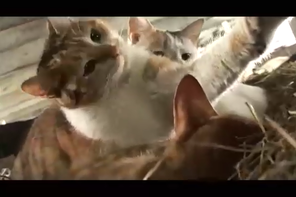 猫咪物语剧照的剧照