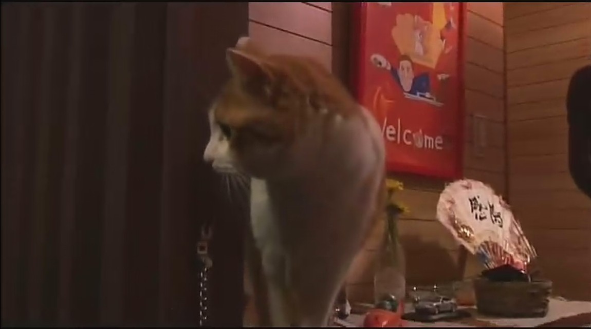 猫咪物语剧照的剧照