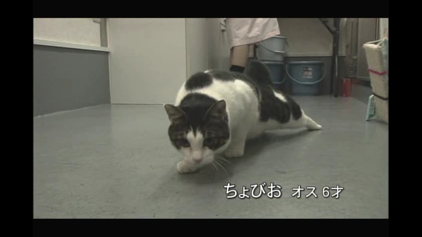 猫咪物语剧照的剧照