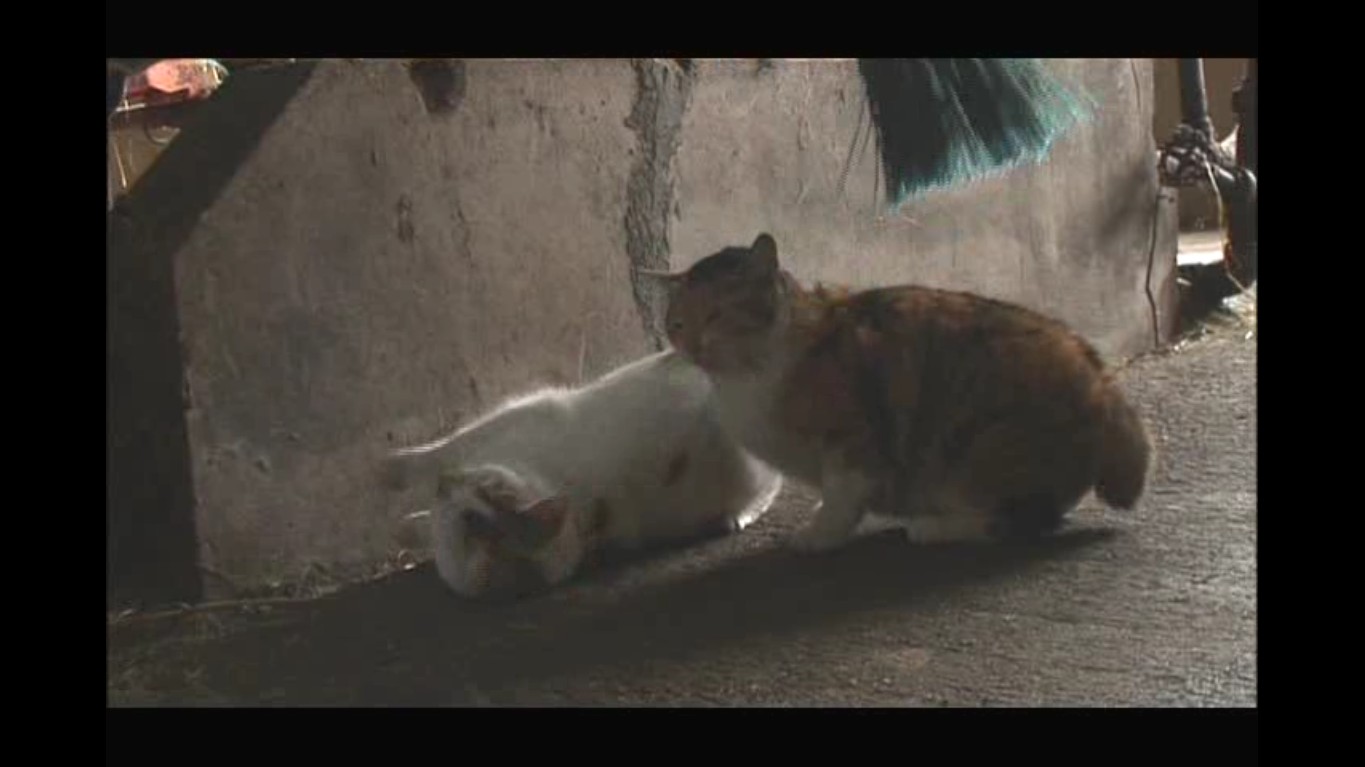 猫咪物语剧照的剧照